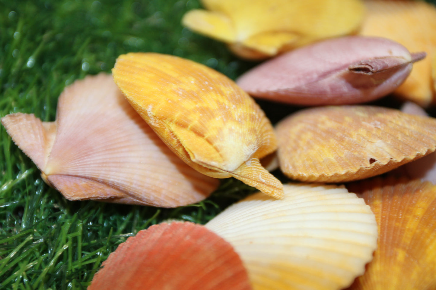 10-Seashell Pairs,PECTEN NOBLIS,Bright Colors,Natural Seashells,Floral Supply,Beach Art,SS-551