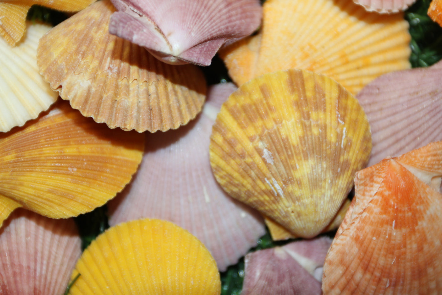 10-Seashell Pairs,PECTEN NOBLIS,Bright Colors,Natural Seashells,Floral Supply,Beach Art,SS-551