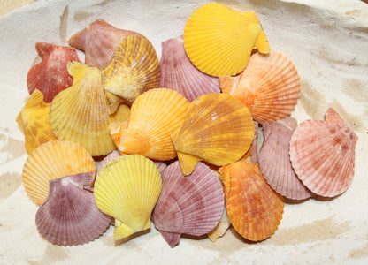 10-Seashell Pairs,PECTEN NOBLIS,Bright Colors,Natural Seashells,Floral Supply,Beach Art,SS-551