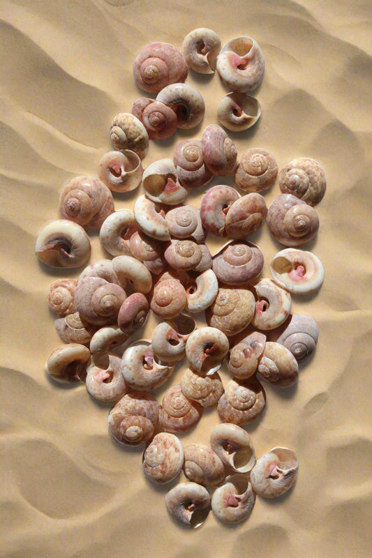 SMALL SEASHELLS, UMBONIUM GUAMENSIS, Sailors Valentine, Mosaic Crafts, Seashell Craft Supply, Trim Embellishments  SS-468