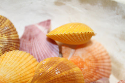 10-Seashell Pairs,PECTEN NOBLIS,Bright Colors,Natural Seashells,Floral Supply,Beach Art,SS-551