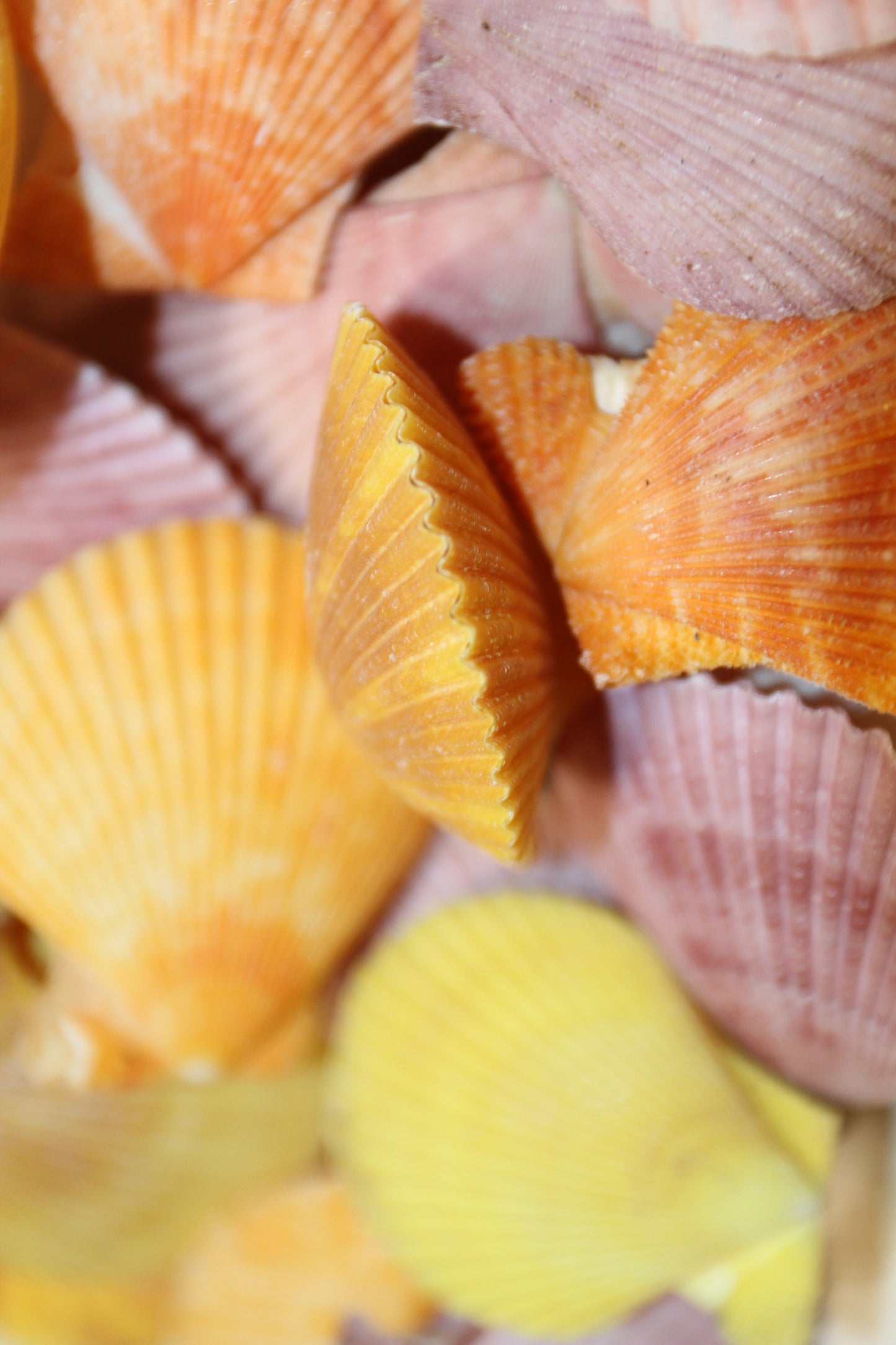 10-Seashell Pairs,PECTEN NOBLIS,Bright Colors,Natural Seashells,Floral Supply,Beach Art,SS-551