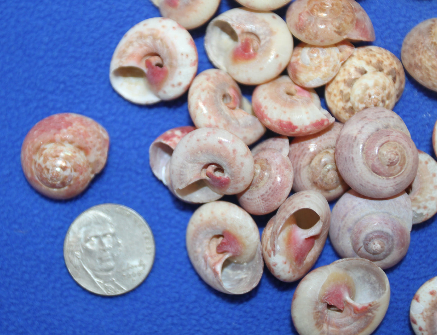 UMBONIUM GUAMENSIS, Sailors Valentine, Mosaic Crafts, Custom Greeting Card Supply, Beach Art, Snail Shells SS-468