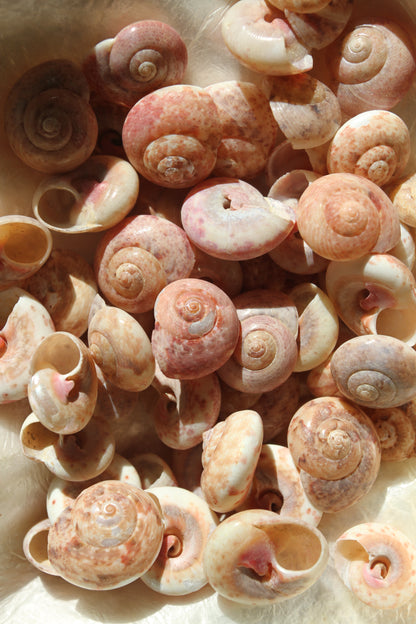 UMBONIUM GUAMENSIS, Sailors Valentine, Mosaic Crafts, Custom Greeting Card Supply, Beach Art, Snail Shells SS-468