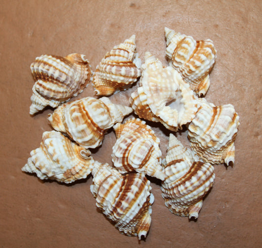 10-DISTORSIO SEASHELLS,Small,Mosaics,Beach art,Craft Supply,All Occasion Gifts,Teachers Aid,SS-552