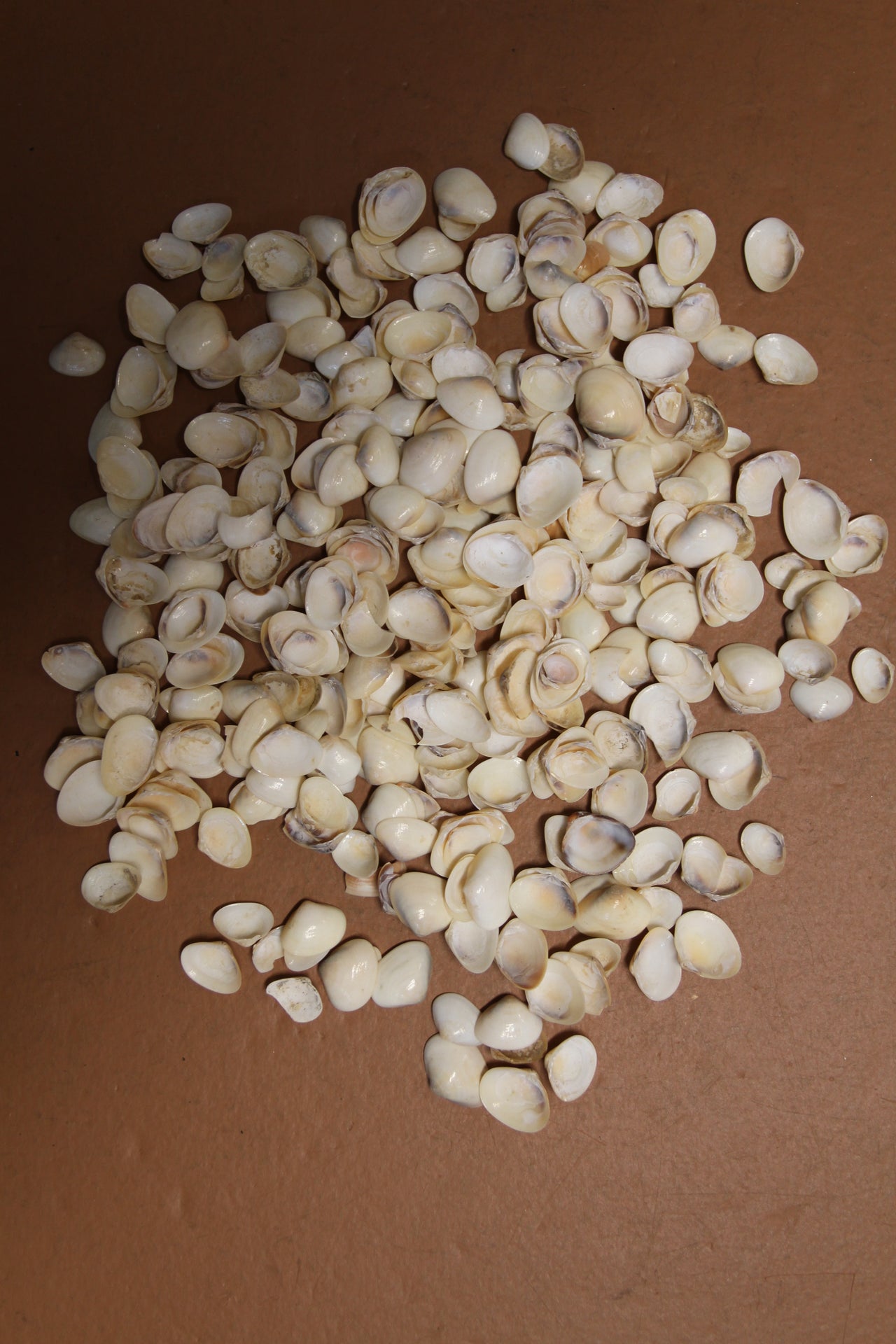 Buy by the LB - Tan Cay Cay ~ Is a small seashells used by shell crafters for Sailors Valentines,