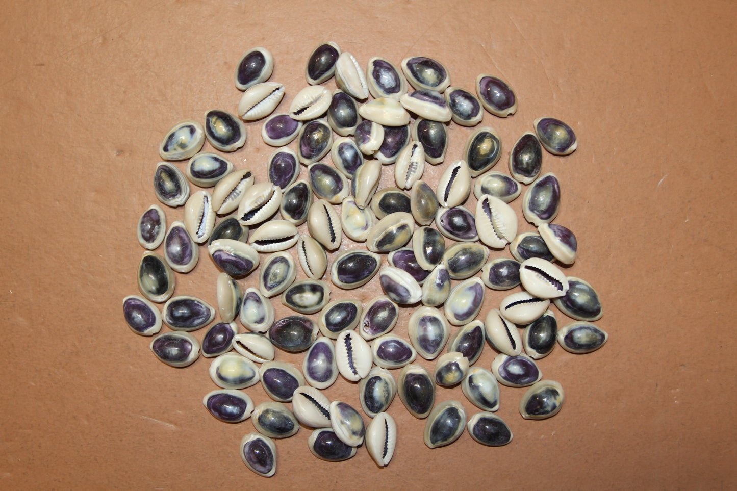 100 ANNULUS COWRY,Purple Top,Beach Wedding Supply,Sailor Valentines,Cowries,Bridal Bouquets,Beach Crafts,Seashell Flower,SS-532