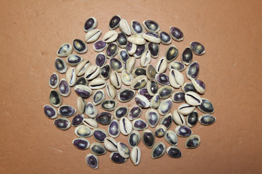 100 ANNULUS COWRY,Purple Top,Beach Wedding Supply,Sailor Valentines,Cowries,Bridal Bouquets,Beach Crafts,Seashell Flower,SS-532