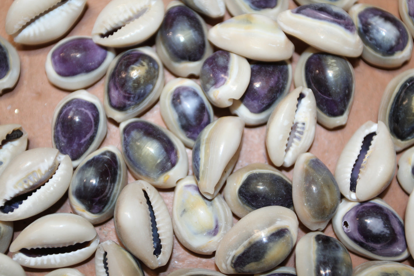 100 ANNULUS COWRY,Purple Top,Beach Wedding Supply,Sailor Valentines,Cowries,Bridal Bouquets,Beach Crafts,Seashell Flower,SS-532