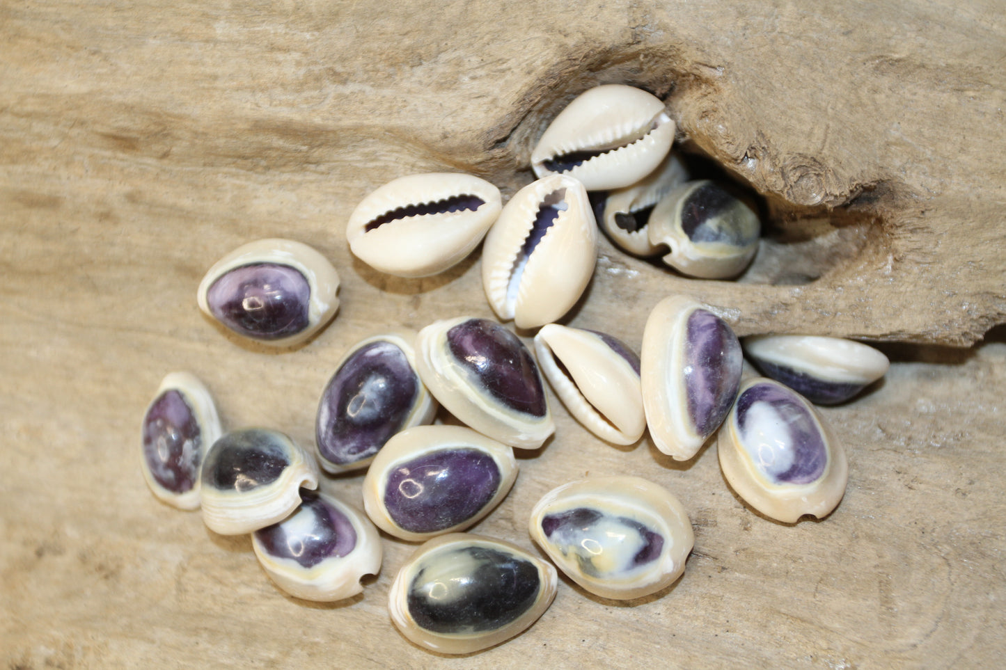 100 ANNULUS COWRY,Purple Top,Beach Wedding Supply,Sailor Valentines,Cowries,Bridal Bouquets,Beach Crafts,Seashell Flower,SS-532