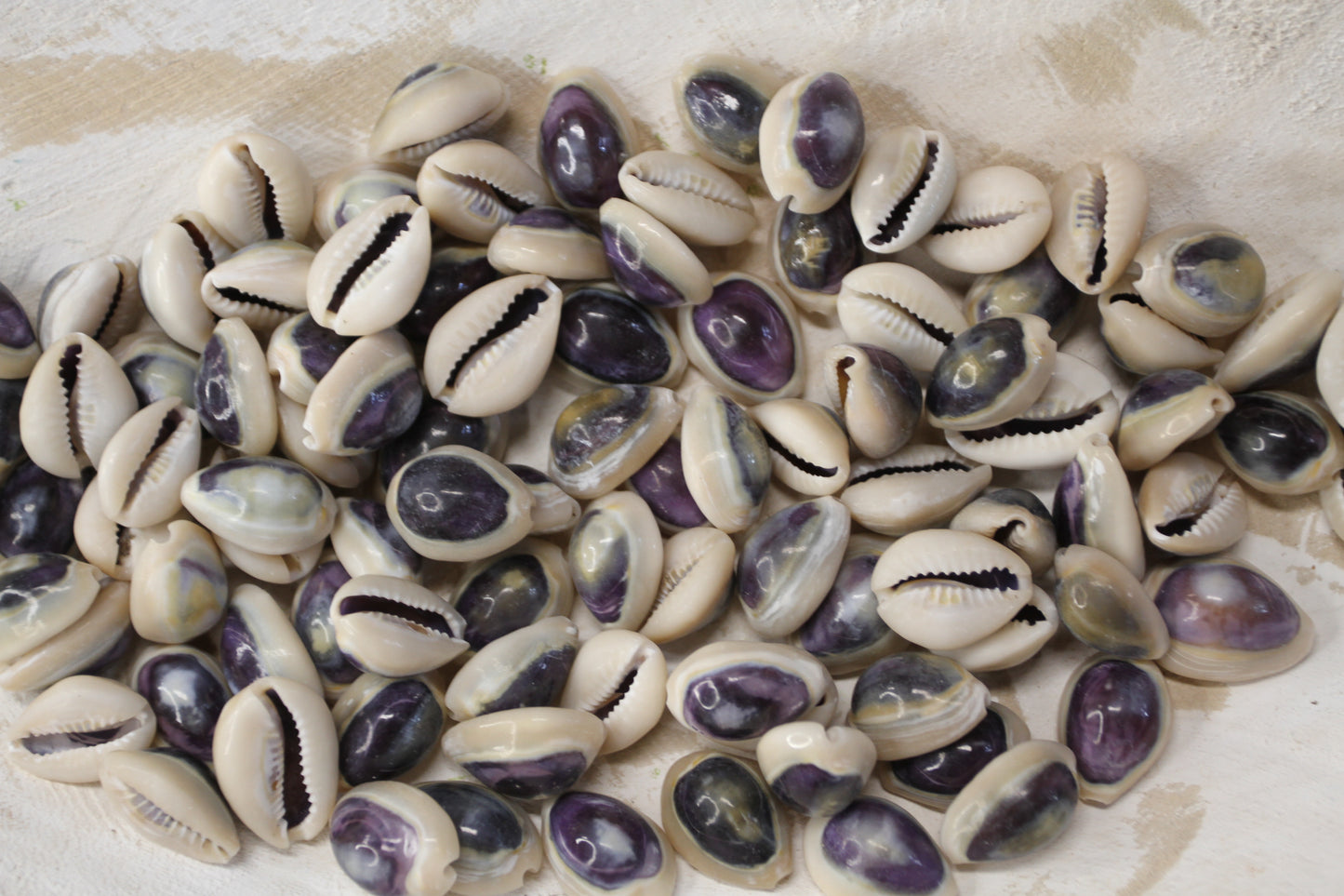 100 ANNULUS COWRY,Purple Top,Beach Wedding Supply,Sailor Valentines,Cowries,Bridal Bouquets,Beach Crafts,Seashell Flower,SS-532