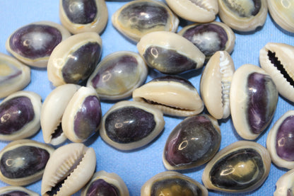 100 ANNULUS COWRY,Purple Top,Beach Wedding Supply,Sailor Valentines,Cowries,Bridal Bouquets,Beach Crafts,Seashell Flower,SS-532