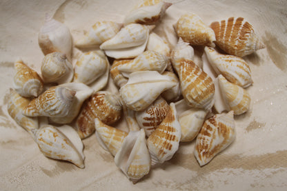 STROMBUS MARGINATUS, Seashells For Crafting, Picture Frame Embellishments, Beach Art , SS-462