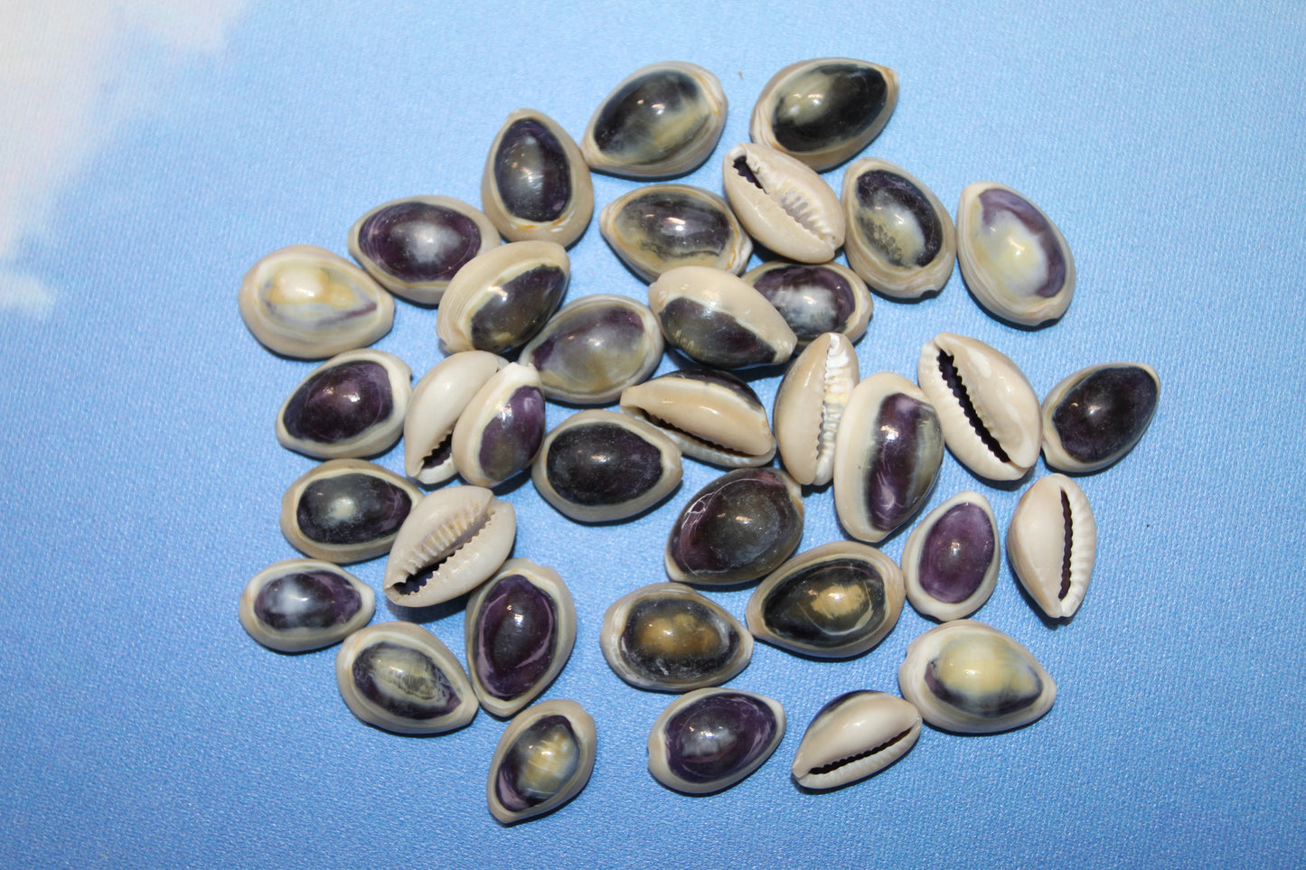 100 ANNULUS COWRY,Purple Top,Beach Wedding Supply,Sailor Valentines,Cowries,Bridal Bouquets,Beach Crafts,Seashell Flower,SS-532