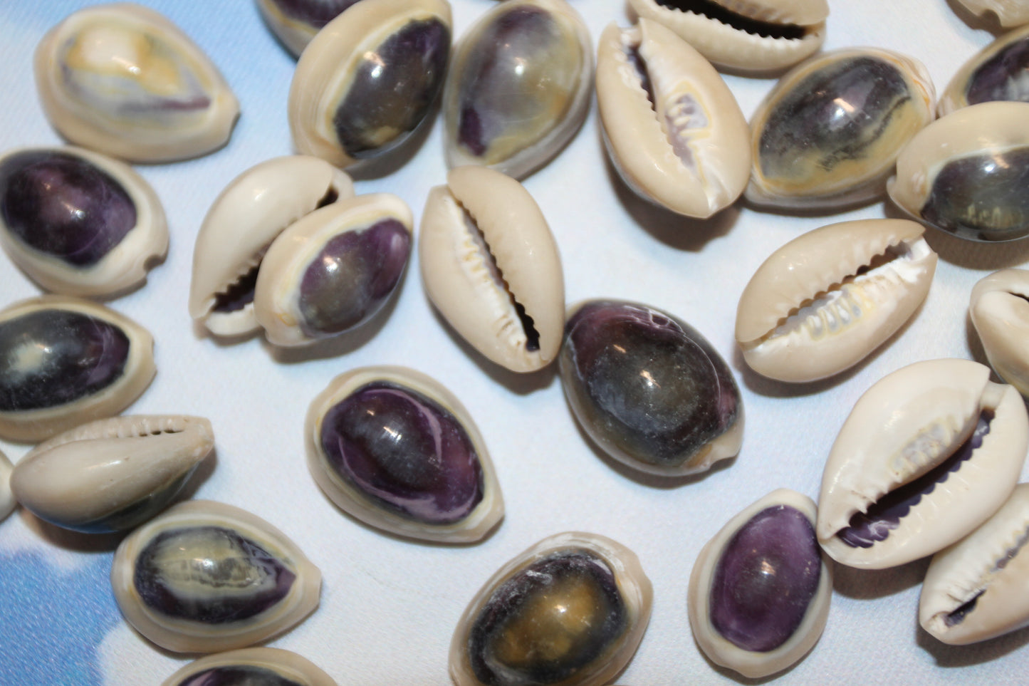 100 ANNULUS COWRY,Purple Top,Beach Wedding Supply,Sailor Valentines,Cowries,Bridal Bouquets,Beach Crafts,Seashell Flower,SS-532