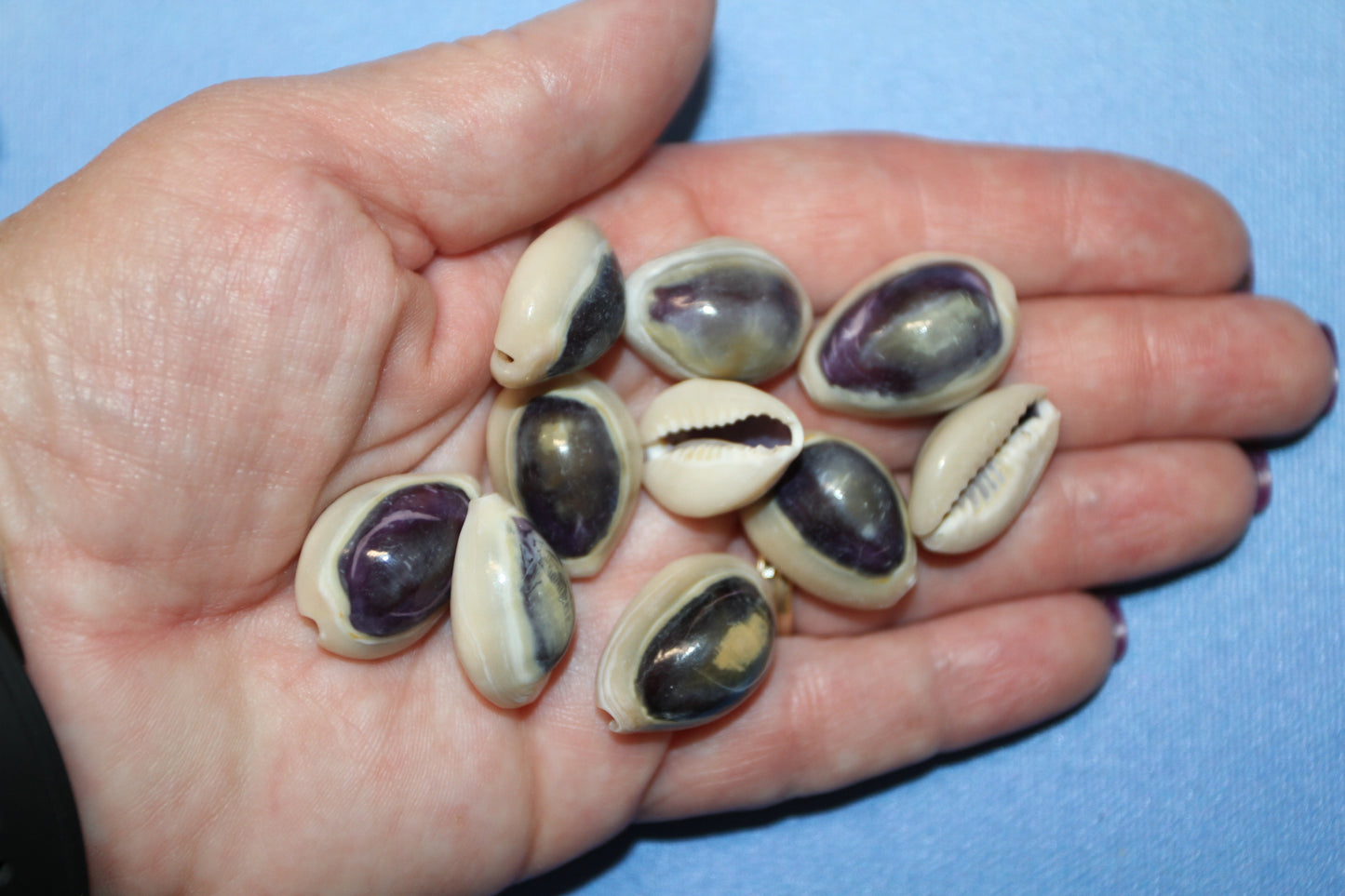 100 ANNULUS COWRY,Purple Top,Beach Wedding Supply,Sailor Valentines,Cowries,Bridal Bouquets,Beach Crafts,Seashell Flower,SS-532