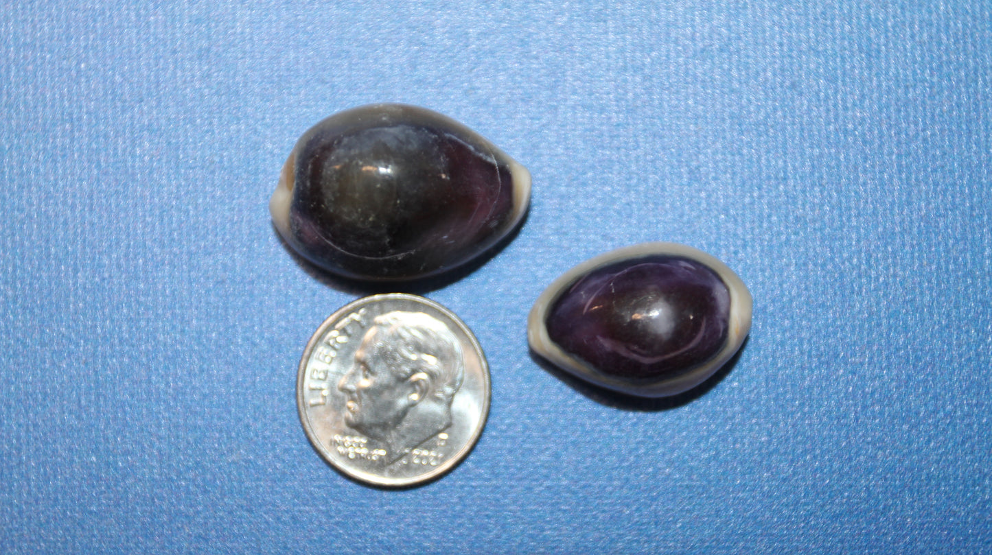100 ANNULUS COWRY,Purple Top,Beach Wedding Supply,Sailor Valentines,Cowries,Bridal Bouquets,Beach Crafts,Seashell Flower,SS-532