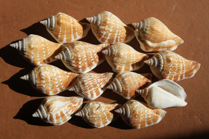 STROMBUS MARGINATUS, Seashells For Crafting, Picture Frame Embellishments, Beach Art , SS-462