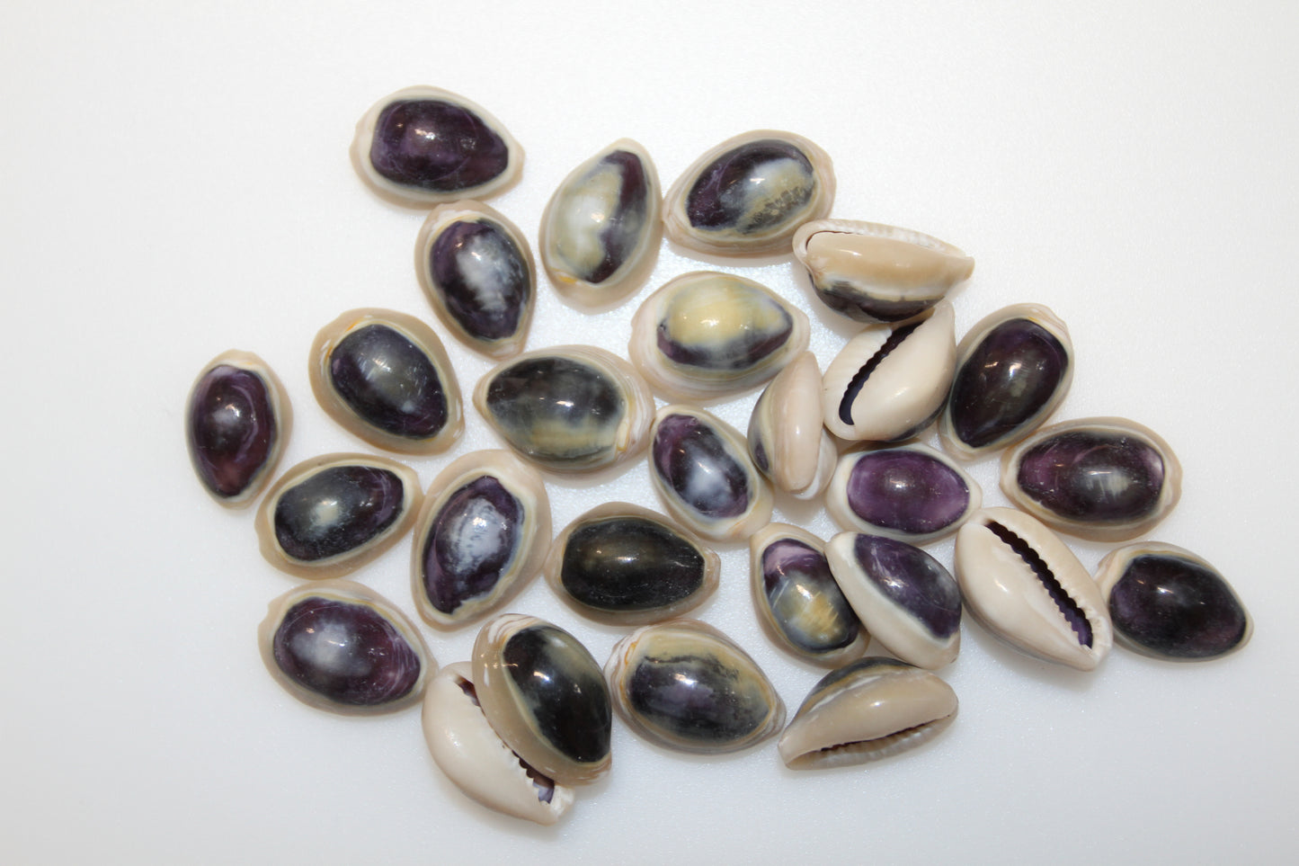 100 ANNULUS COWRY,Purple Top,Beach Wedding Supply,Sailor Valentines,Cowries,Bridal Bouquets,Beach Crafts,Seashell Flower,SS-532