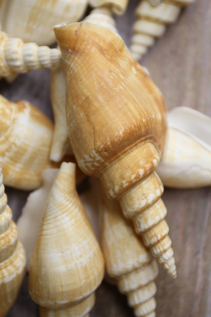 NATURAL STROMBUS VITTATUS, Beach Art, Sailors Valentines, Framing Shells, Mirror Embellishments, SS-507