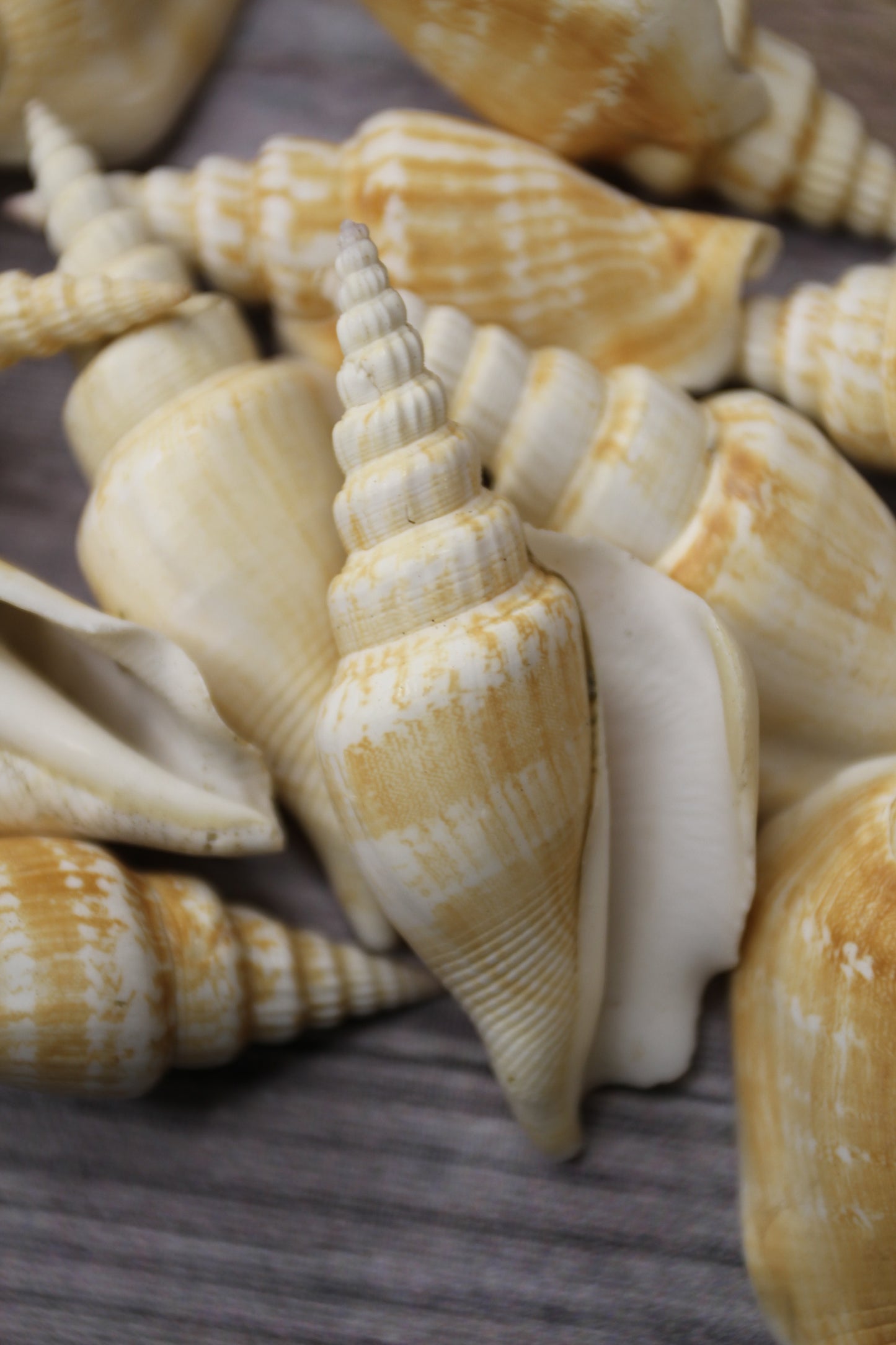 NATURAL STROMBUS VITTATUS, Beach Art, Sailors Valentines, Framing Shells, Mirror Embellishments, SS-507