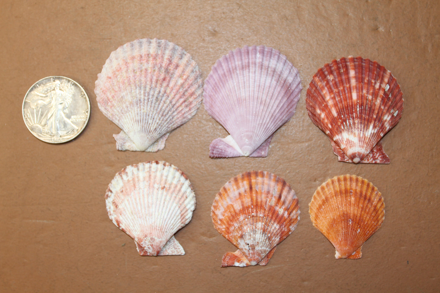 10- ASSORTED PECTEN Seashells,Sailors Valentines,Beach Art,Mosaics,Seashell Flowers,Wedding Supply SS-217