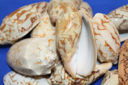 10 - WHOLE BAT VOLUTES Seashells,Craft Supplies,Bath Decor,Gift Basket Supply,Sailor Valentines,Beach,Coastal  Island  Decor SS-07