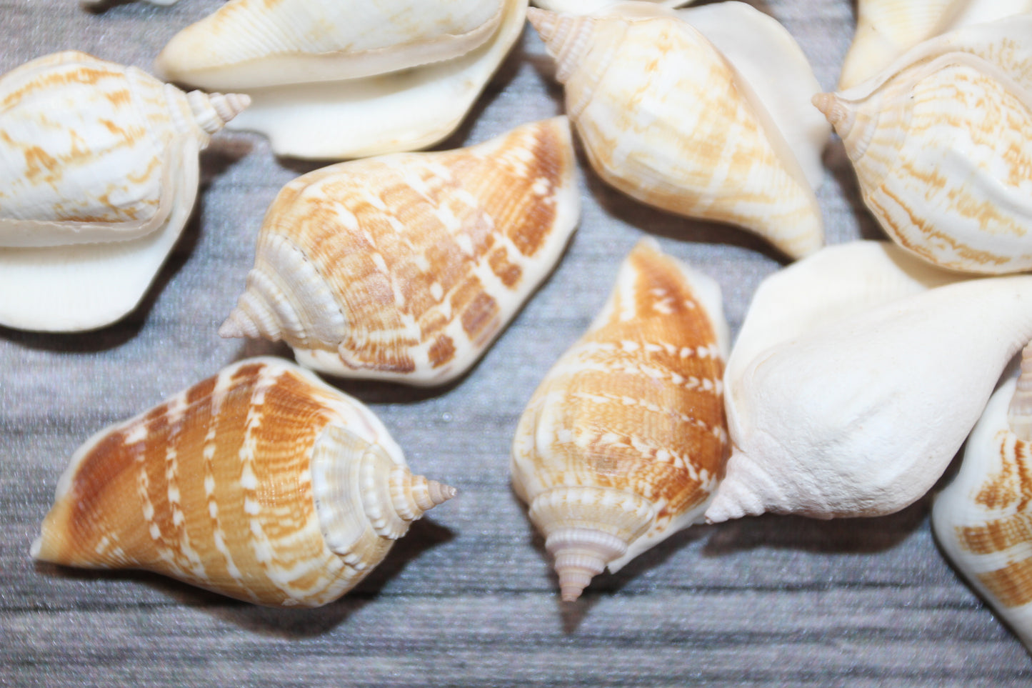 STROMBUS MARGINATUS, Seashells For Crafting, Picture Frame Embellishments, Beach Art , SS-462