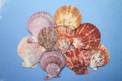 10- ASSORTED PECTEN Seashells,Sailors Valentines,Beach Art,Mosaics,Seashell Flowers,Wedding Supply SS-217
