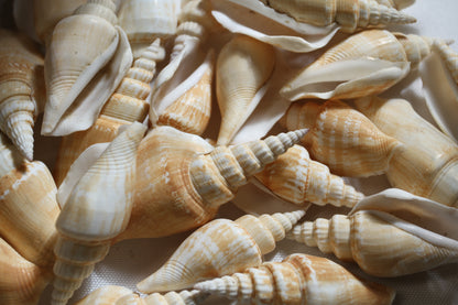 NATURAL STROMBUS VITTATUS, Beach Art, Sailors Valentines, Framing Shells, Mirror Embellishments, SS-507
