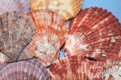 10- ASSORTED PECTEN Seashells,Sailors Valentines,Beach Art,Mosaics,Seashell Flowers,Wedding Supply SS-217