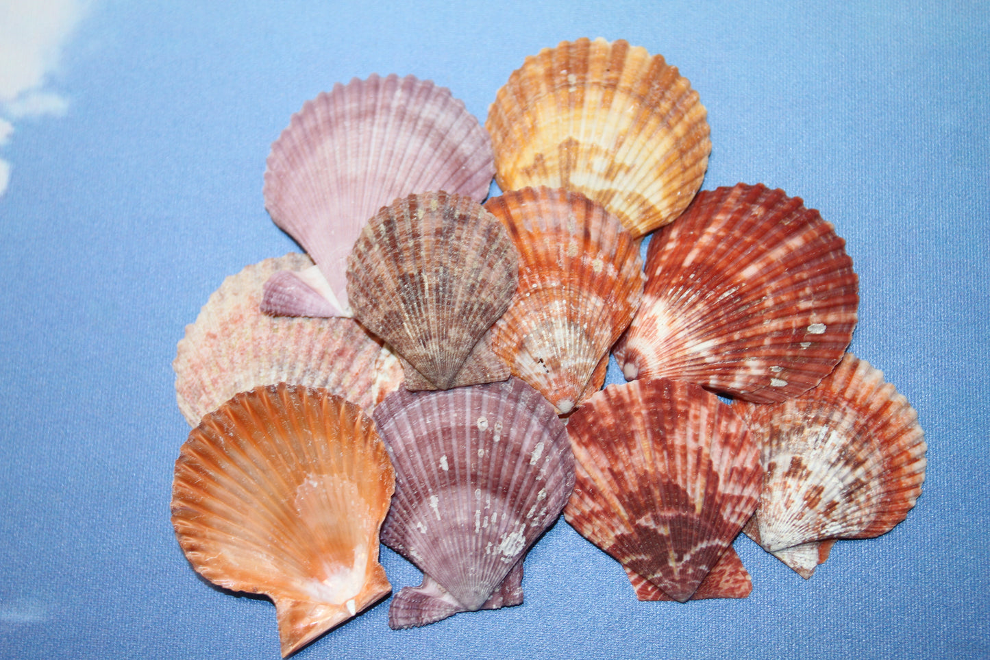 10- ASSORTED PECTEN Seashells,Sailors Valentines,Beach Art,Mosaics,Seashell Flowers,Wedding Supply SS-217