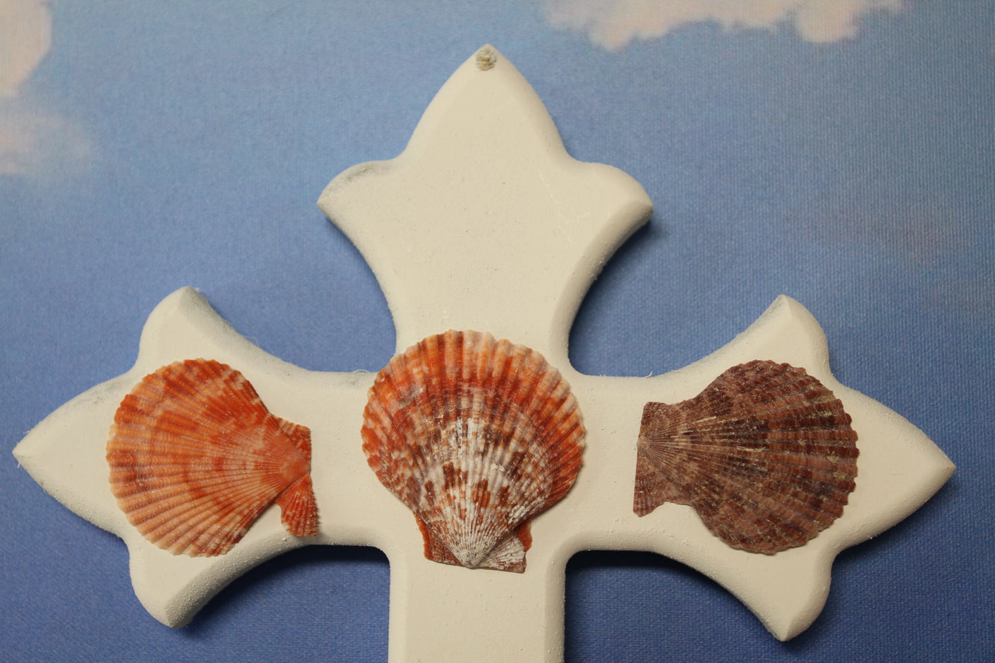 10- ASSORTED PECTEN Seashells,Sailors Valentines,Beach Art,Mosaics,Seashell Flowers,Wedding Supply SS-217