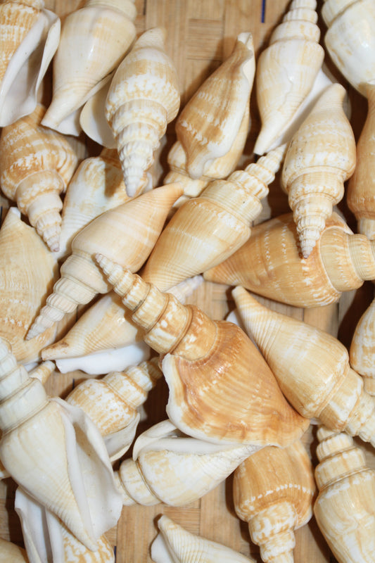 NATURAL STROMBUS VITTATUS, Beach Art, Sailors Valentines, Framing Shells, Mirror Embellishments, SS-507