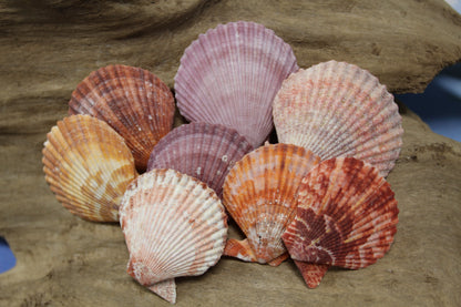 10- ASSORTED PECTEN Seashells,Sailors Valentines,Beach Art,Mosaics,Seashell Flowers,Wedding Supply SS-217
