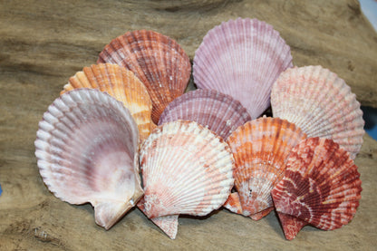 10- ASSORTED PECTEN Seashells,Sailors Valentines,Beach Art,Mosaics,Seashell Flowers,Wedding Supply SS-217