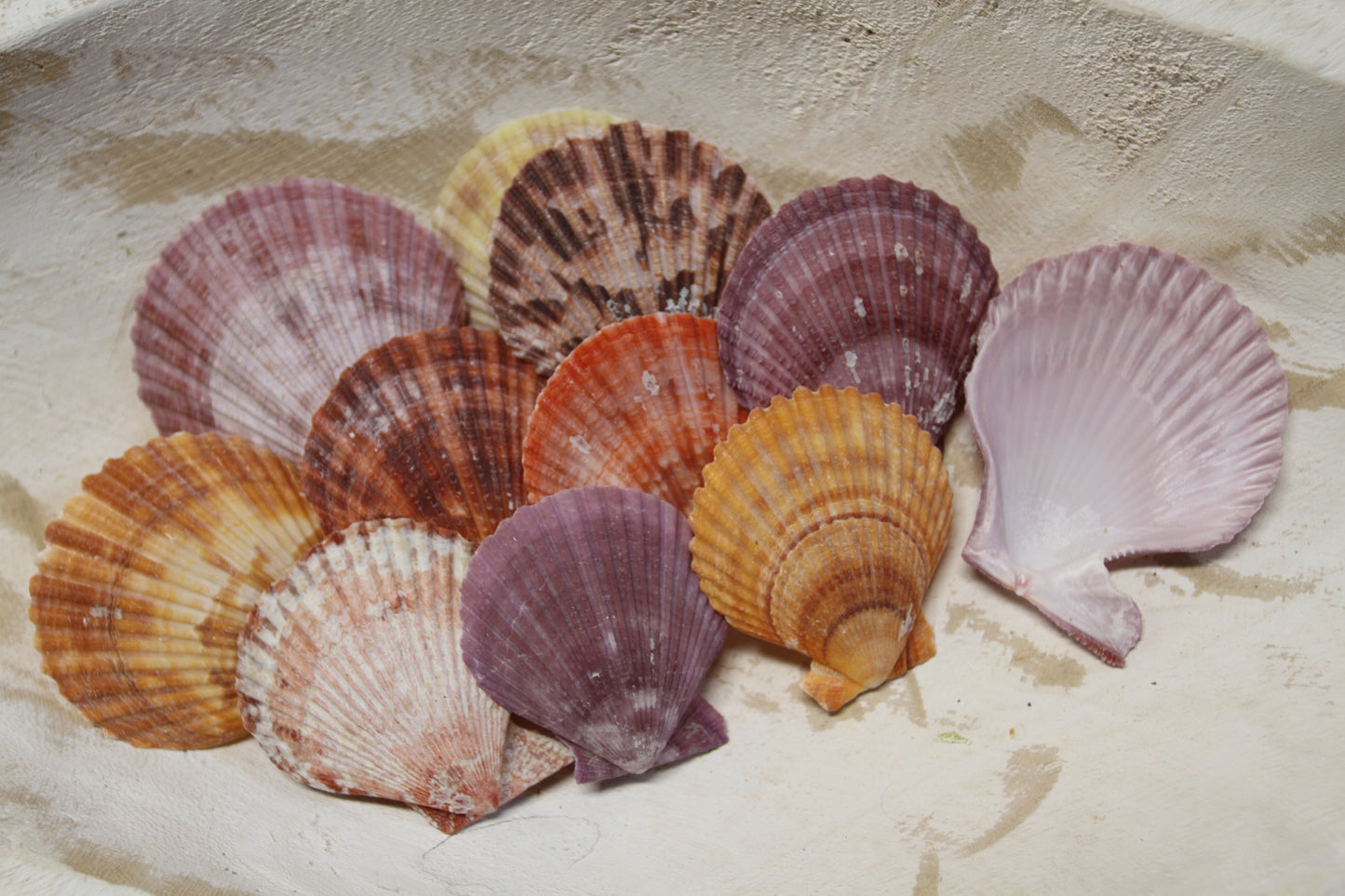 10- ASSORTED PECTEN Seashells,Sailors Valentines,Beach Art,Mosaics,Seashell Flowers,Wedding Supply SS-217