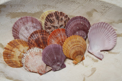 10- ASSORTED PECTEN Seashells,Sailors Valentines,Beach Art,Mosaics,Seashell Flowers,Wedding Supply SS-217