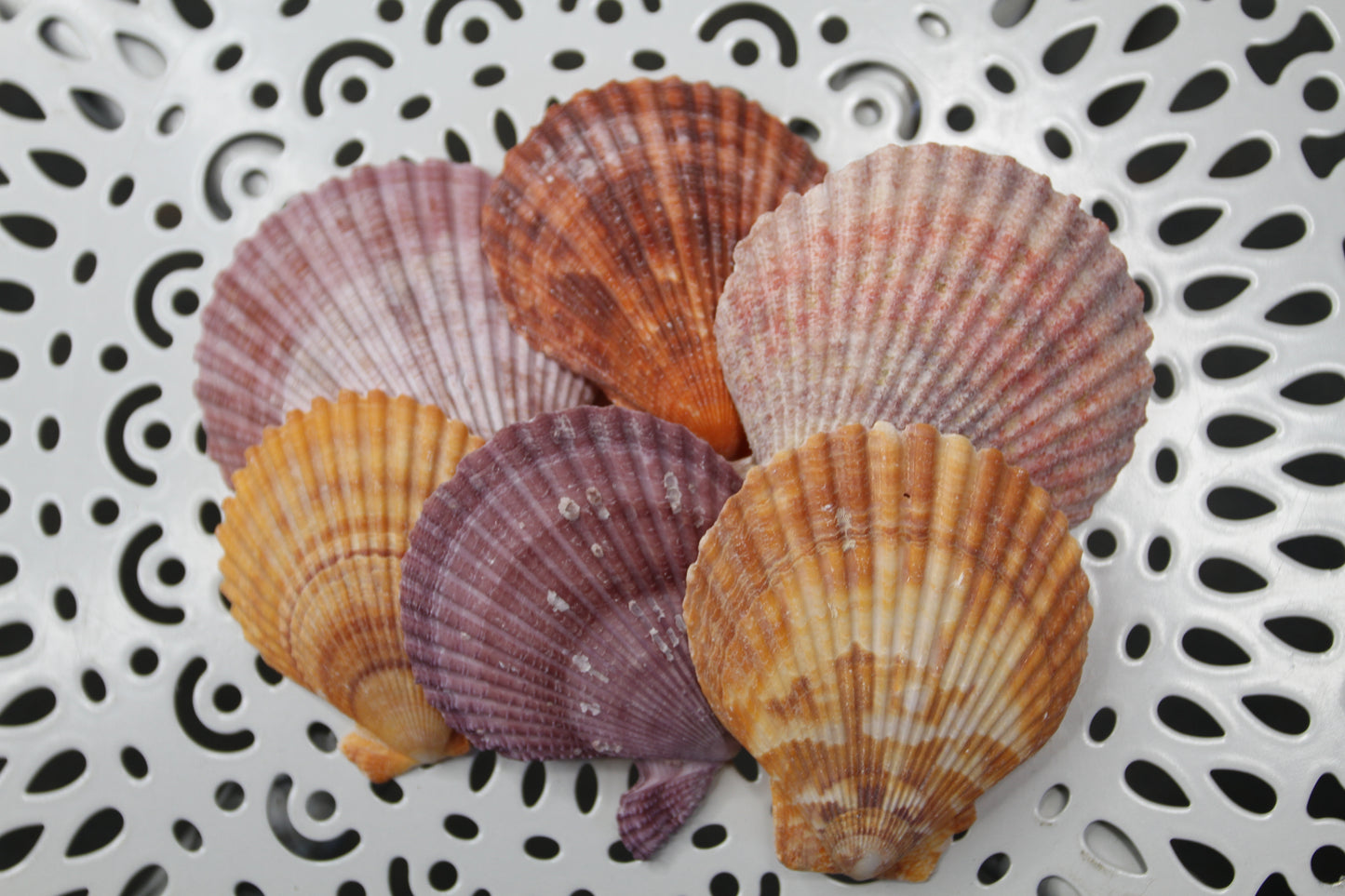 10- ASSORTED PECTEN Seashells,Sailors Valentines,Beach Art,Mosaics,Seashell Flowers,Wedding Supply SS-217