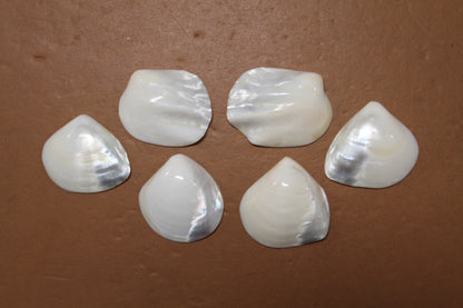 2 -Pearled WHITE RIVER CLAMS, Polished Seashells, Jewelry Supply,Beach Wedding  Decor, SS-533