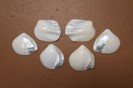 2 -Pearled WHITE RIVER CLAMS, Polished Seashells, Jewelry Supply,Beach Wedding  Decor, SS-533