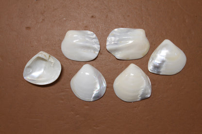 2 -Pearled WHITE RIVER CLAMS, Polished Seashells, Jewelry Supply,Beach Wedding  Decor, SS-533