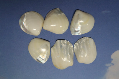 2 -Pearled WHITE RIVER CLAMS, Polished Seashells, Jewelry Supply,Beach Wedding  Decor, SS-533