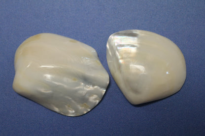 2 -Pearled WHITE RIVER CLAMS, Polished Seashells, Jewelry Supply,Beach Wedding  Decor, SS-533