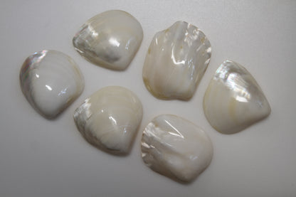 2 -Pearled WHITE RIVER CLAMS, Polished Seashells, Jewelry Supply,Beach Wedding  Decor, SS-533