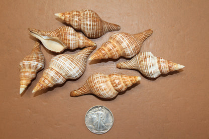 WHOLE SEASHELLS FASCILARIA FILAMENTOSA, Craft Supply, Beach Art, Shell Craft, Collectible Seashells, SS-466