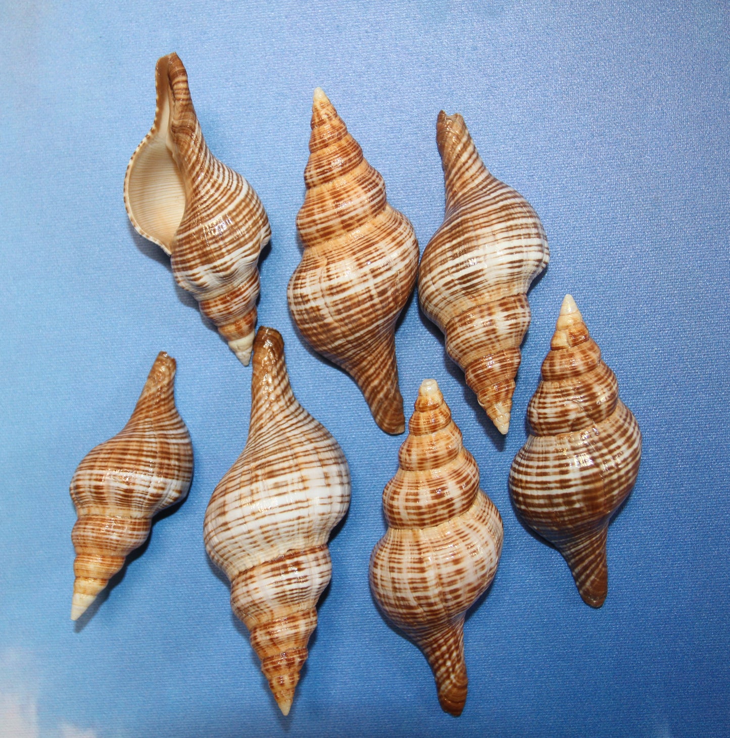 WHOLE SEASHELLS FASCILARIA FILAMENTOSA, Craft Supply, Beach Art, Shell Craft, Collectible Seashells, SS-466