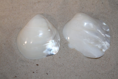 2 -Pearled WHITE RIVER CLAMS, Polished Seashells, Jewelry Supply,Beach Wedding  Decor, SS-533
