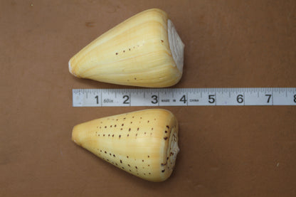 LARGE CONUS BETULINUS, Collectible Seashells, Display Seashells, Coastal Home Decor, Bath Decor, SS-506