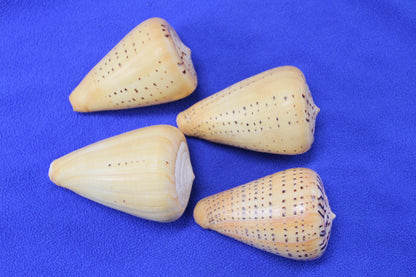 LARGE CONUS BETULINUS, Collectible Seashells, Display Seashells, Coastal Home Decor, Bath Decor, SS-506